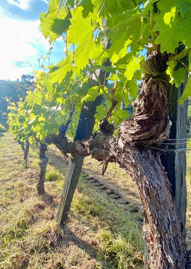 Private Douro- Quinta Das Susandas Mesão Frio Eksteriør billede