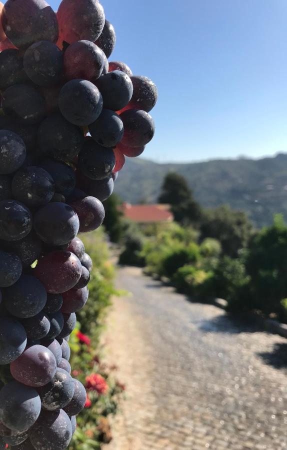Private Douro- Quinta Das Susandas Mesão Frio Eksteriør billede