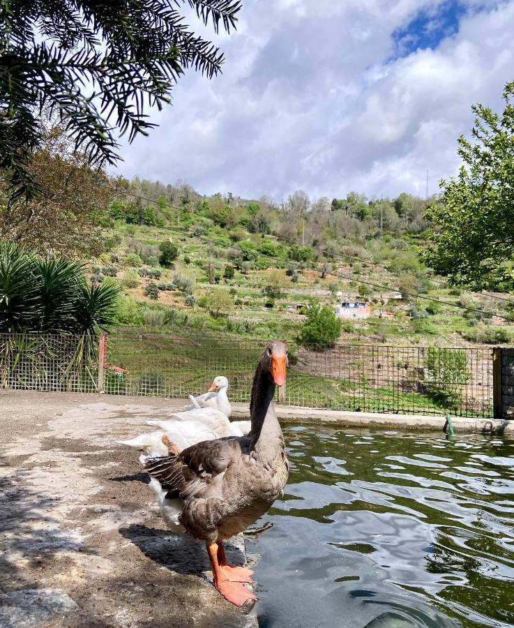 Private Douro- Quinta Das Susandas Mesão Frio Eksteriør billede